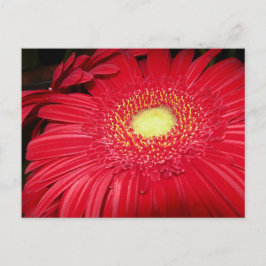 Postal Red Daisy Postcard