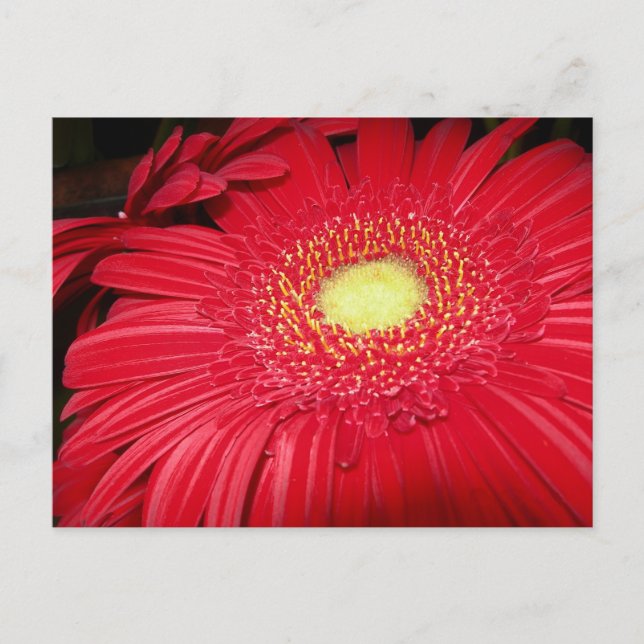 Postal Red Daisy Postcard (Anverso)