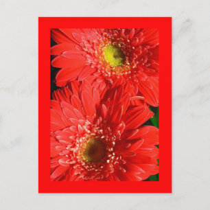 Postal Red de fuego Gerbera