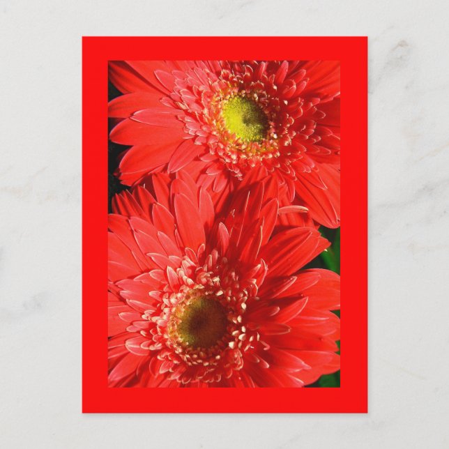 Postal Red de fuego Gerbera (Anverso)