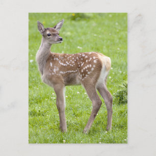 Postal Red Deer Fawn