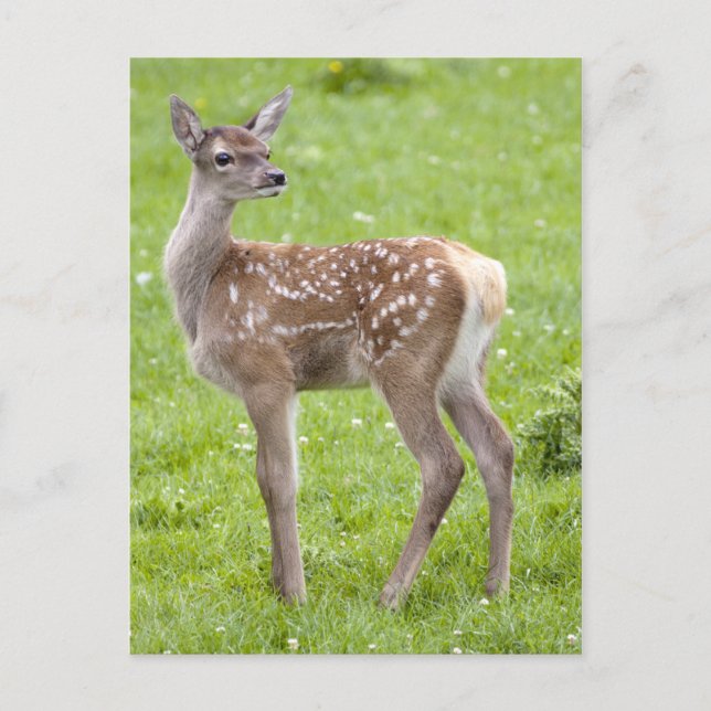 Postal Red Deer Fawn (Anverso)