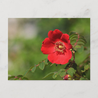 Postal Red Delight