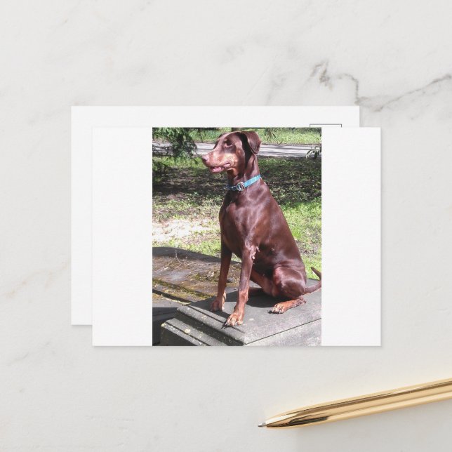 Postal red doberman (Anverso/Reverso In Situ)