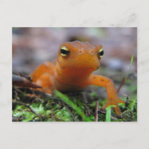 Postal Red Eft