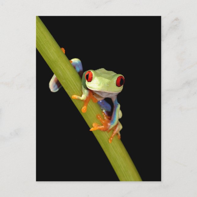 Postal red eyed tree frog (Anverso)