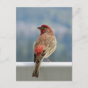 Postal Red Finch Check out the View.