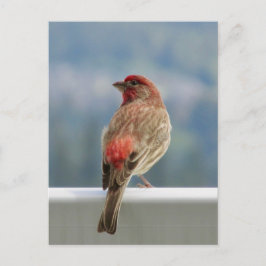 Postal Red Finch Check out the View.