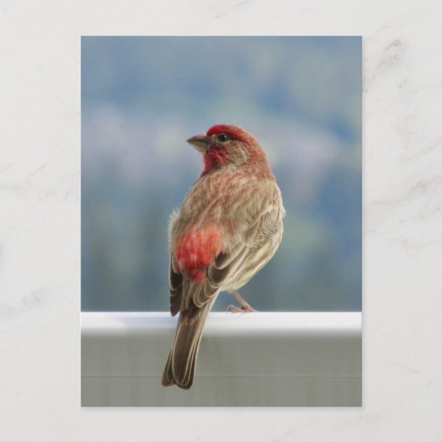 Postal Red Finch Check out the View. (Anverso)