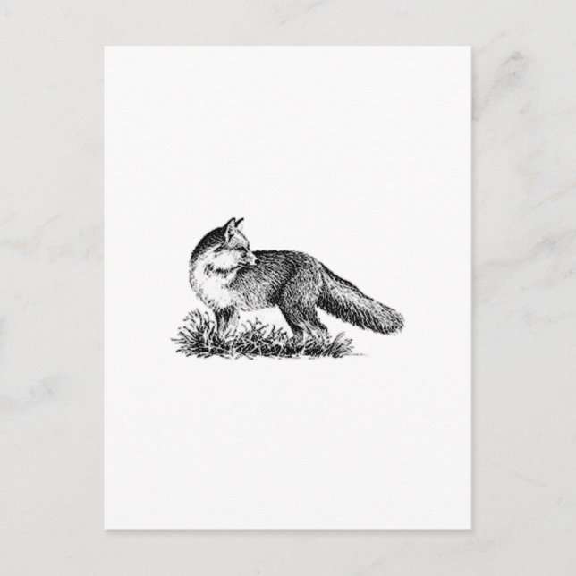 Postal Red Fox (arte de la línea) (Anverso)