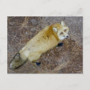 Postal Red Fox BEARIZONA