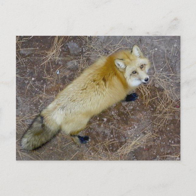 Postal Red Fox BEARIZONA (Anverso)