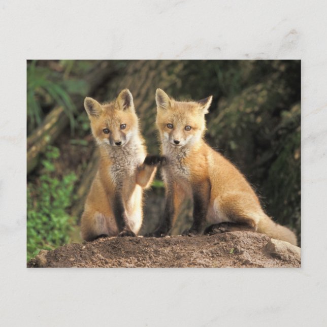 Postal Red Fox de cachorro frente a den Vulpes vulpes) (Anverso)