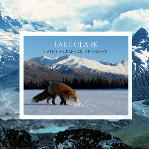 Postal Red Fox en el Lago Snowy Telaquana, Lake Clark, NP