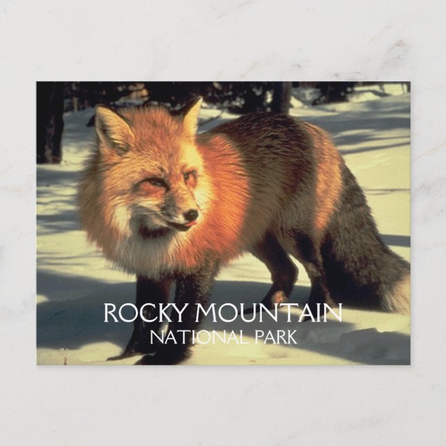 Postal Red Fox en el Parque Nacional de la Montaña Rocky  (Anverso)