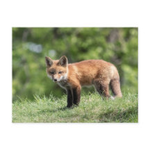 Red Fox Kit