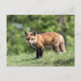 Postal Red Fox Kit