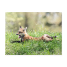 Red Fox Kit