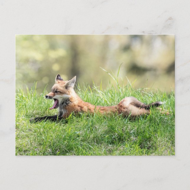Postal Red Fox Kit (Anverso)