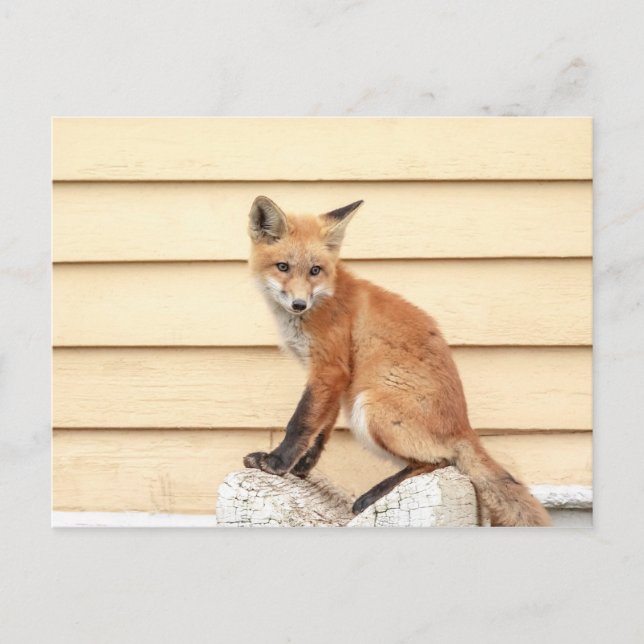 Postal Red Fox Kit en el Valle de Hudson (Anverso)