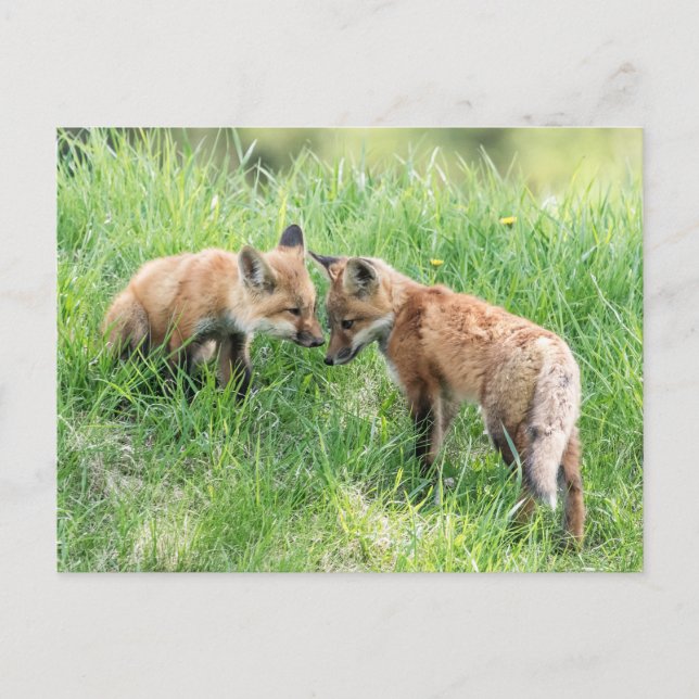 Postal Red Fox Kits (Anverso)
