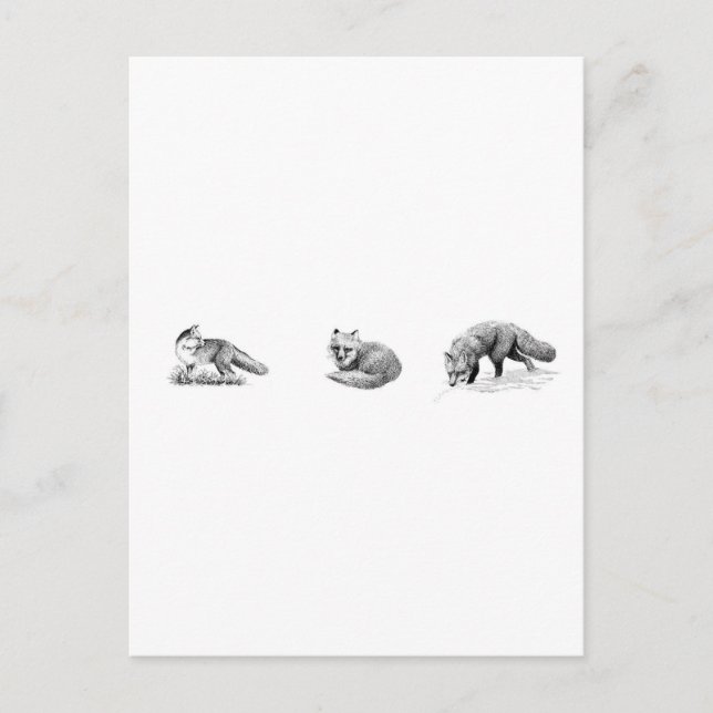 Postal Red Fox Line Art (Anverso)