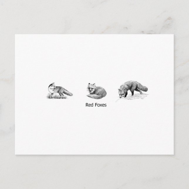 Postal Red Fox Line Art (titulado) (Anverso)
