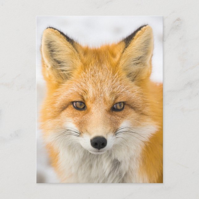 Postal Red Fox Portrait (Anverso)