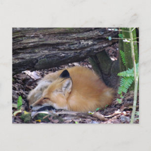 Postal Red Fox Post Card