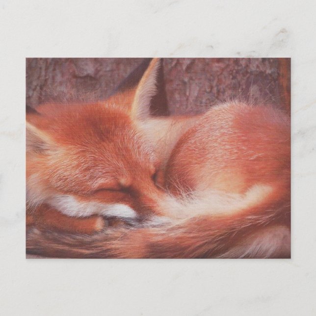 Postal Red Fox POSTCARD (Anverso)