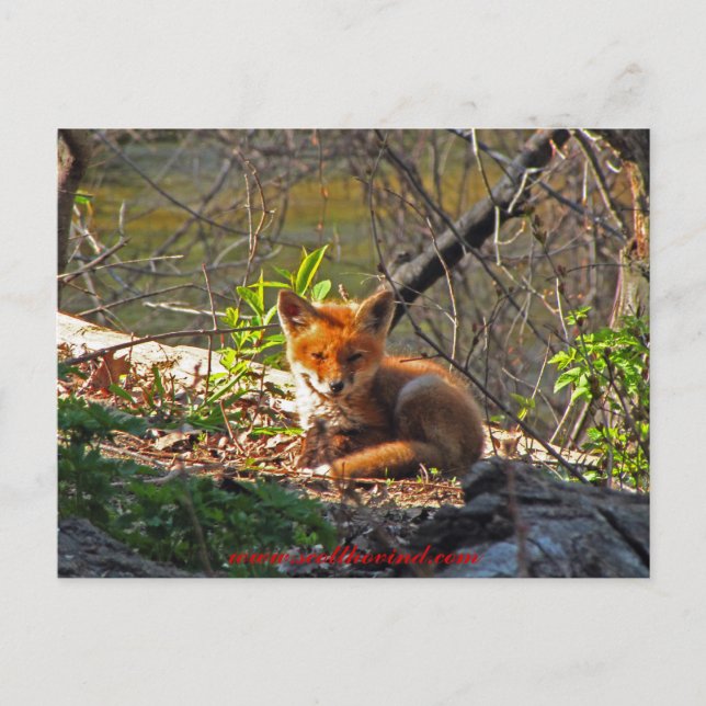 Postal Red Fox Pup (Anverso)