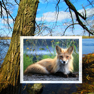 Postal Red Fox Ring