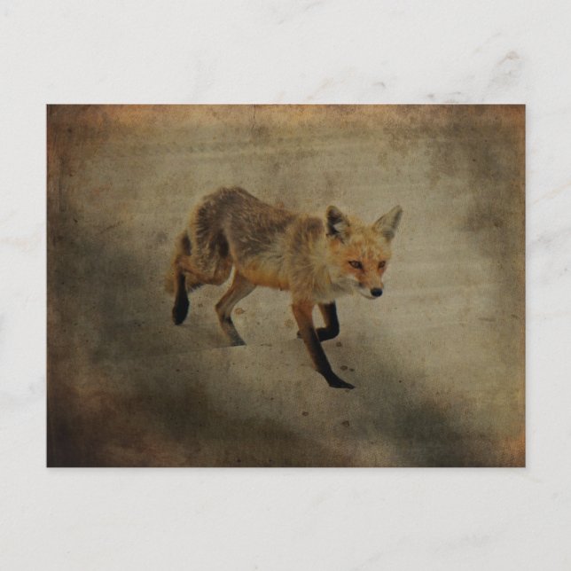 Postal Red Fox Vixen - Island Beach State Park - NJ (Anverso)