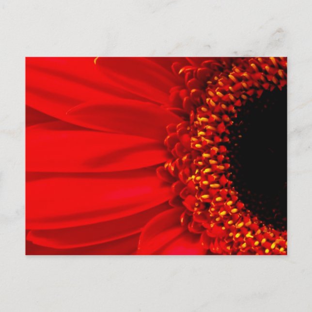 Postal Red Gerber Daisy (Anverso)