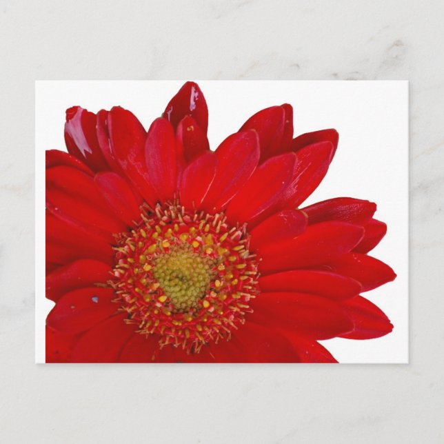 Postal Red Gerbera Daisy (Anverso)