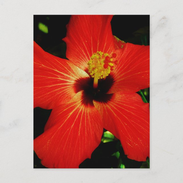 Postal Red Hibiscus (Anverso)