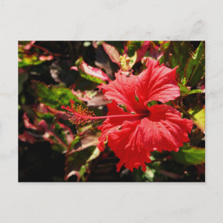 Postal Red Hibiscus