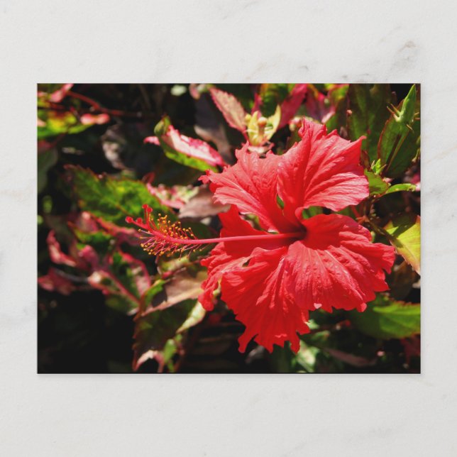 Postal Red Hibiscus (Anverso)