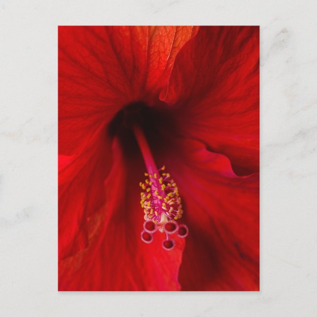Postal Red Hibiscus (Anverso)