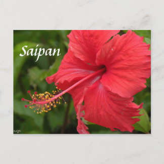 Postal Red Hibiscus