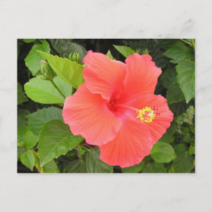 Postal Red Hibiscus