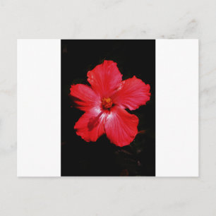Postal Red Hibiscus