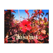 Red Hibiscus Bahamas