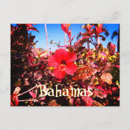 Postal Red Hibiscus Bahamas