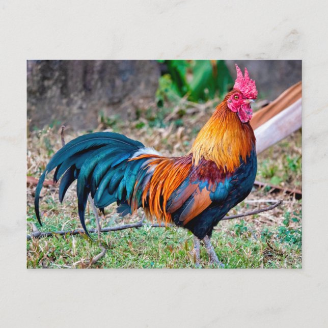 Postal Red junglefowl (Anverso)