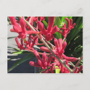 Postal Red Kangaroo Paw