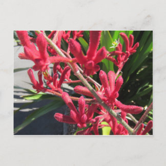 Postal Red Kangaroo Paw
