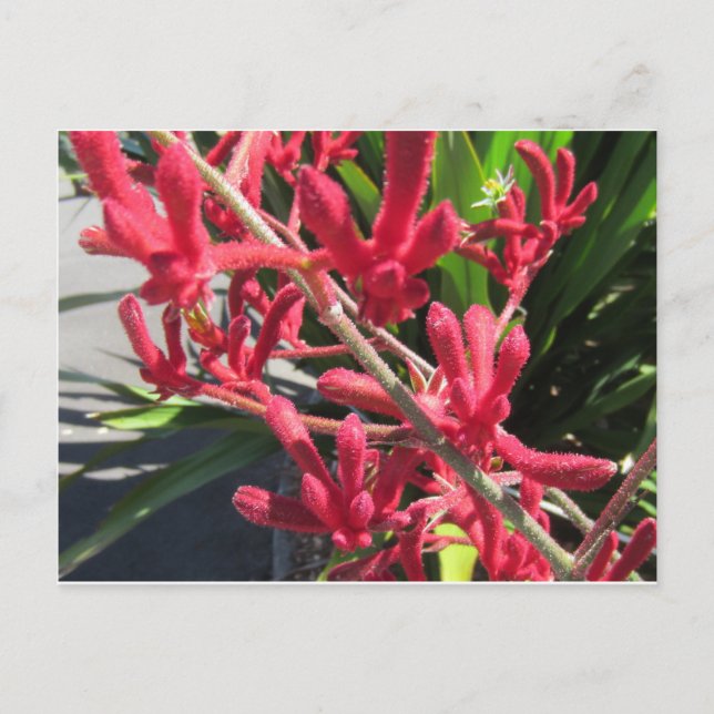 Postal Red Kangaroo Paw (Anverso)