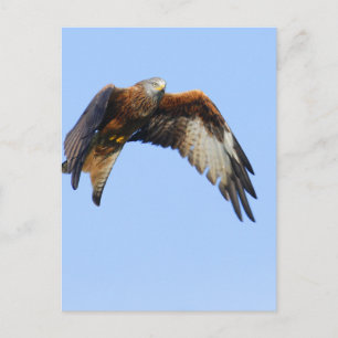Postal Red Kite