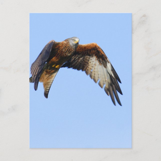 Postal Red Kite (Anverso)